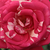Ružičasta - bijela  - Floribunda ruže - Papageno